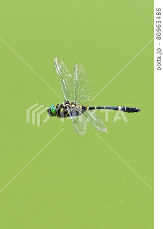 オオヤマトンボ オオヤマトンボ 80963486