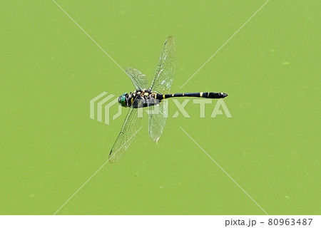 オオヤマトンボ 80963487