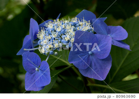 ガクアジサイ 額紫陽花 パープル ガクアジサイ 額紫陽花 パープル 80963690