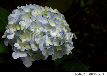 紫陽花 アジサイ パープル 紫陽花 アジサイ パープル 80963731