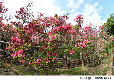 笠間つつじ園 80963853