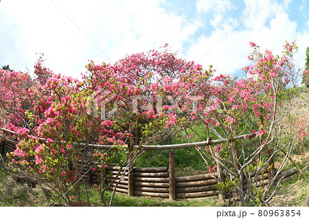 笠間つつじ園 80963854