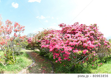 笠間つつじ園 80963856