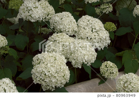 紫陽花 アジサイ ホワイト 紫陽花 アジサイ ホワイト 80963949