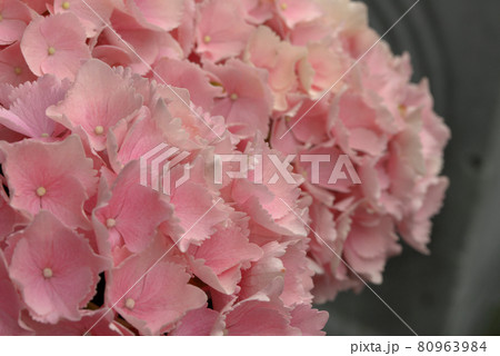 紫陽花 アジサイ ピンク 紫陽花 アジサイ ピンク 80963984