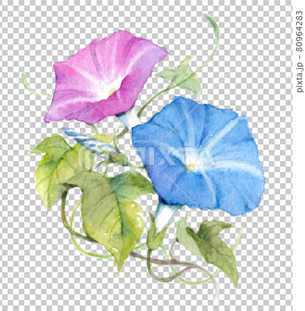朝顔 水彩 イラスト 朝顔 水彩 イラスト 80964283