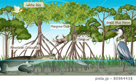 Mangrove forest scene and animals with label name 80964438