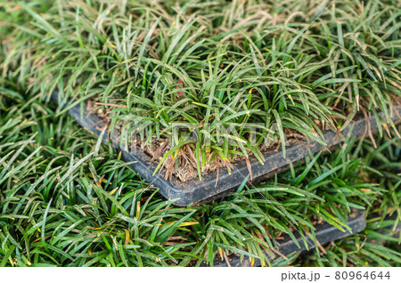 芝生シート 芝生シート 80964644