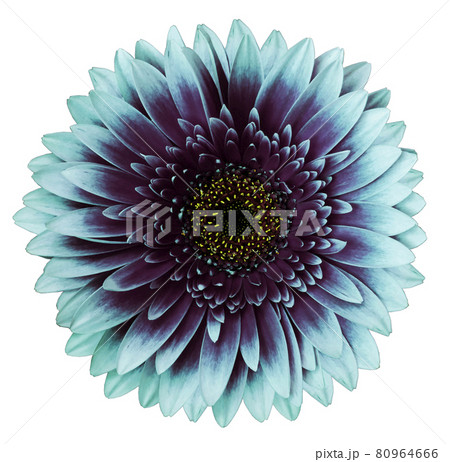 turquoise-purple gerbera flower, white isolated background. Closeup. no shadows.For design. turquoise-purple gerbera flower, white isolated background. Closeup. no shadows.For design. 80964666