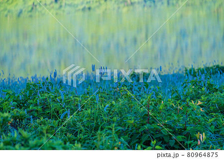 （群馬県）野反湖・湖畔に群生する、イブキトラノオとノゾリキスゲ　夜明け 80964875