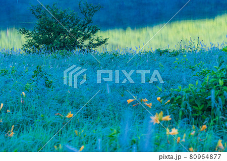 （群馬県）野反湖・湖畔に群生する、イブキトラノオとノゾリキスゲ　夜明け 80964877