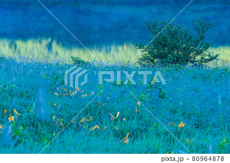 （群馬県）野反湖・湖畔に群生する、イブキトラノオとノゾリキスゲ　夜明け 80964878