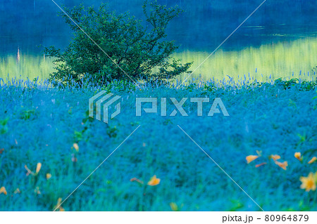 （群馬県）野反湖・湖畔に群生する、イブキトラノオとノゾリキスゲ　夜明け 80964879