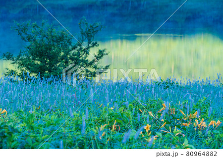(群馬県)野反湖・湖畔に群生する、イブキトラノオとノゾリキスゲ 夜明け (群馬県)野反湖・湖畔に群生する、イブキトラノオとノゾリキスゲ 夜明け 80964882