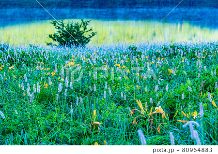 （群馬県）野反湖・湖畔に群生する、イブキトラノオとノゾリキスゲ　夜明け 80964883