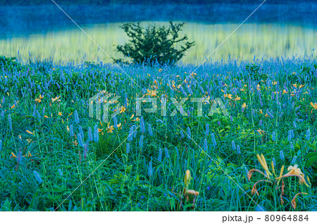 （群馬県）野反湖・湖畔に群生する、イブキトラノオとノゾリキスゲ　夜明け 80964884