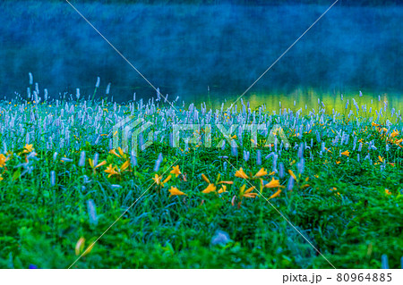 （群馬県）野反湖・湖畔に群生する、イブキトラノオとノゾリキスゲ　夜明け 80964885