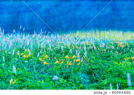 （群馬県）野反湖・湖畔に群生する、イブキトラノオとノゾリキスゲ　夜明け 80964886