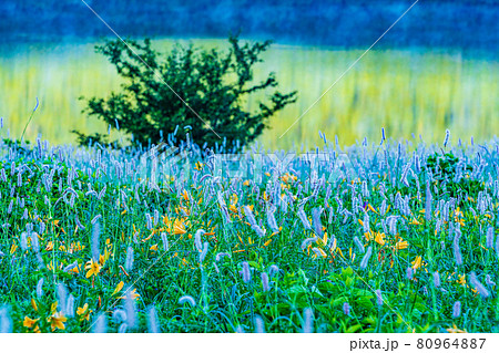 （群馬県）野反湖・湖畔に群生する、イブキトラノオとノゾリキスゲ　夜明け 80964887