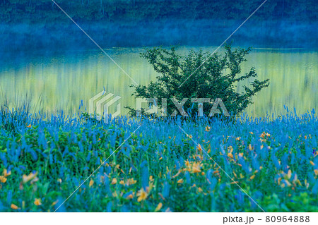 （群馬県）野反湖・湖畔に群生する、イブキトラノオとノゾリキスゲ　夜明け 80964888