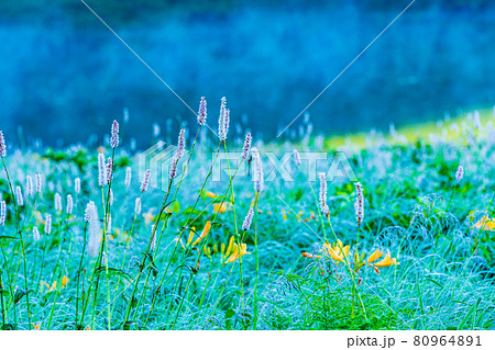 （群馬県）野反湖・湖畔に群生する、イブキトラノオとノゾリキスゲ　夜明け 80964891