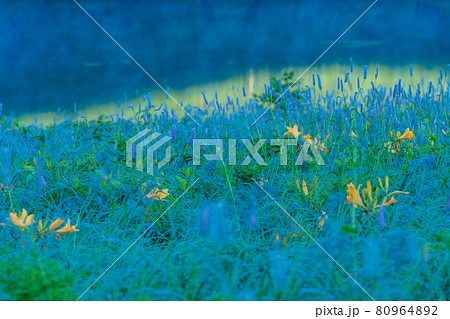 (群馬県)野反湖・湖畔に群生する、イブキトラノオとノゾリキスゲ 夜明け (群馬県)野反湖・湖畔に群生する、イブキトラノオとノゾリキスゲ 夜明け 80964892