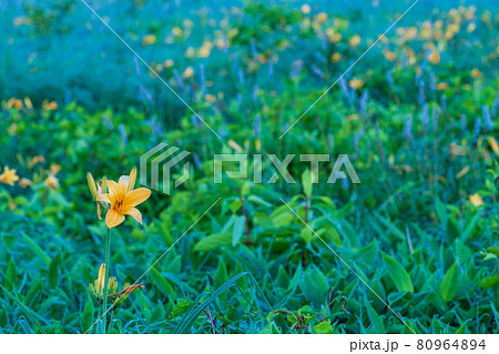 （群馬県）野反湖・湖畔に群生する、イブキトラノオとノゾリキスゲ　夜明け 80964894