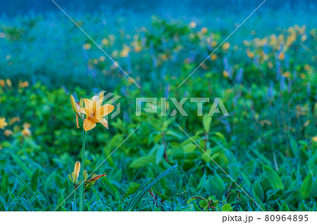 (群馬県)野反湖・湖畔に群生する、イブキトラノオとノゾリキスゲ 夜明け (群馬県)野反湖・湖畔に群生する、イブキトラノオとノゾリキスゲ 夜明け 80964895