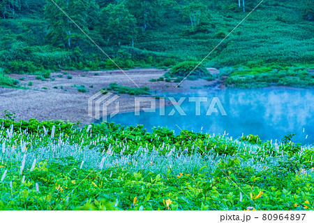 （群馬県）野反湖・湖畔に群生する、イブキトラノオとノゾリキスゲ　夜明け 80964897
