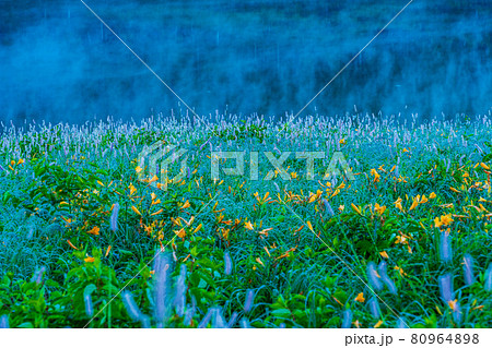 （群馬県）野反湖・湖畔に群生する、イブキトラノオとノゾリキスゲ　夜明け 80964898
