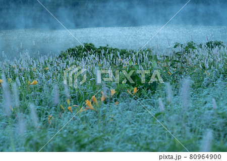 （群馬県）野反湖・湖畔に群生する、イブキトラノオとノゾリキスゲ　夜明け 80964900