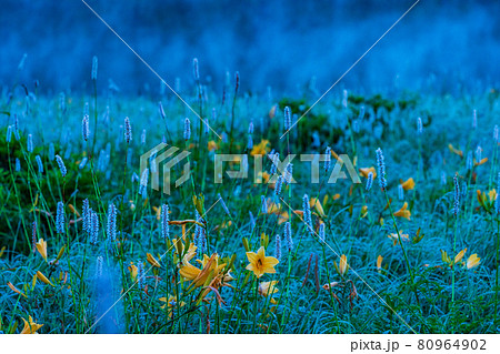 (群馬県)野反湖・湖畔に群生する、イブキトラノオとノゾリキスゲ 夜明け (群馬県)野反湖・湖畔に群生する、イブキトラノオとノゾリキスゲ 夜明け 80964902