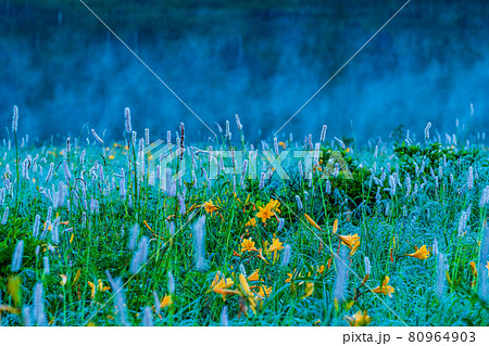 (群馬県)野反湖・湖畔に群生する、イブキトラノオとノゾリキスゲ 夜明け (群馬県)野反湖・湖畔に群生する、イブキトラノオとノゾリキスゲ 夜明け 80964903