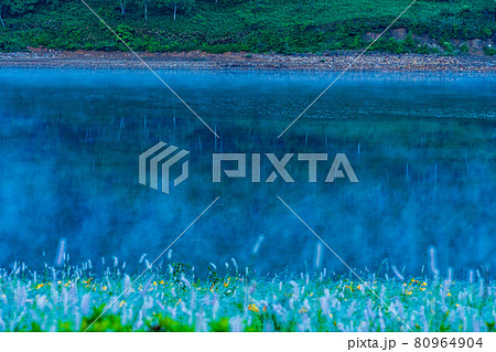 （群馬県）野反湖・湖畔に群生する、イブキトラノオとノゾリキスゲ　夜明け 80964904