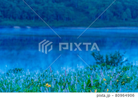 （群馬県）野反湖・湖畔に群生する、イブキトラノオとノゾリキスゲ　夜明け 80964906