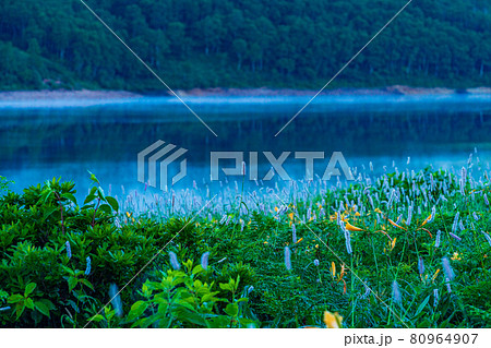 （群馬県）野反湖・湖畔に群生する、イブキトラノオとノゾリキスゲ　夜明け 80964907