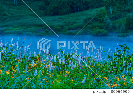 （群馬県）野反湖・湖畔に群生する、イブキトラノオとノゾリキスゲ　夜明け 80964909