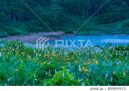 （群馬県）野反湖・湖畔に群生する、イブキトラノオとノゾリキスゲ　夜明け 80964913