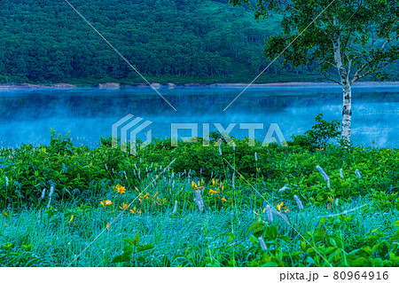 （群馬県）野反湖・湖畔に群生する、イブキトラノオとノゾリキスゲ　夜明け 80964916