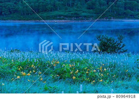 （群馬県）野反湖・湖畔に群生する、イブキトラノオとノゾリキスゲ　夜明け 80964918