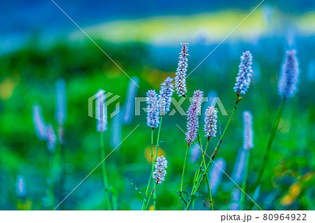 （群馬県）野反湖・湖畔に群生する、イブキトラノオとノゾリキスゲ　夜明け 80964922