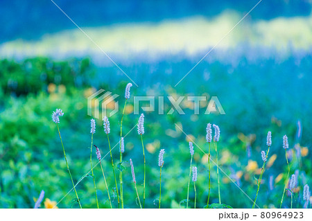 （群馬県）野反湖・湖畔に群生する、イブキトラノオとノゾリキスゲ　夜明け 80964923