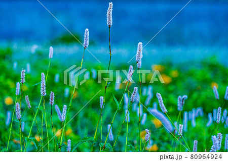 （群馬県）野反湖・湖畔に群生する、イブキトラノオとノゾリキスゲ　夜明け 80964924