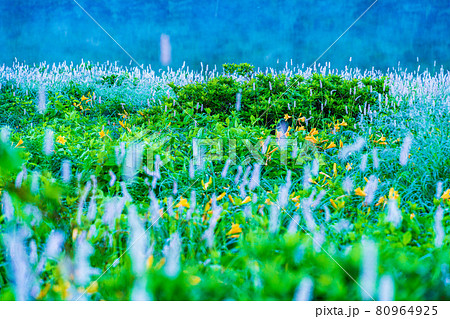 （群馬県）野反湖・湖畔に群生する、イブキトラノオとノゾリキスゲ　夜明け 80964925