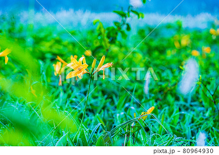 (群馬県)野反湖・湖畔に群生する、イブキトラノオとノゾリキスゲ 夜明け (群馬県)野反湖・湖畔に群生する、イブキトラノオとノゾリキスゲ 夜明け 80964930