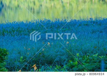 （群馬県）野反湖・湖畔に群生する、イブキトラノオとノゾリキスゲ　夜明け 80964934