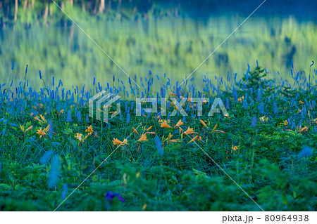 （群馬県）野反湖・湖畔に群生する、イブキトラノオとノゾリキスゲ　夜明け 80964938