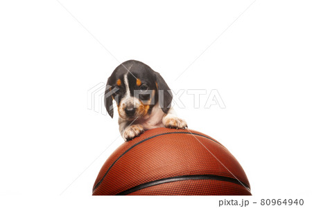 image of dog basketball white background image of dog basketball white background 80964940