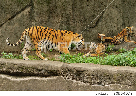 水場に集うアムールトラの親子 80964978