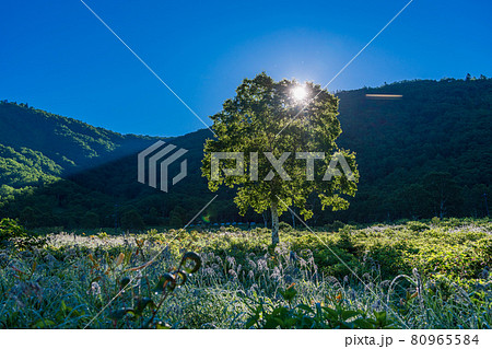 (群馬県)野反湖 朝日が差し込んだ湖畔 (群馬県)野反湖 朝日が差し込んだ湖畔 80965584